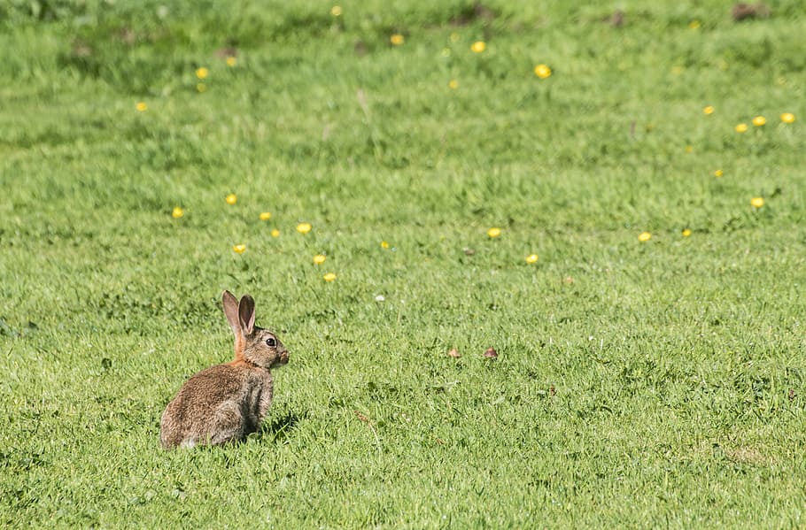 photo of rabbit on grass, brown rabbit on green grassland, field HD wallpaper