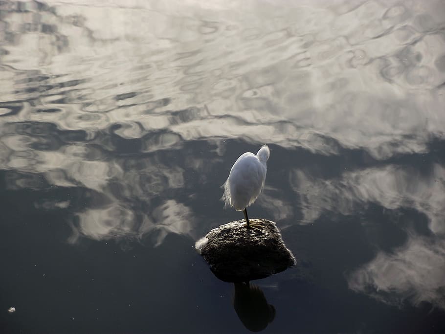 Beach, Seagull, Water, Agua, mar, sky, beira mar, landscape HD wallpaper