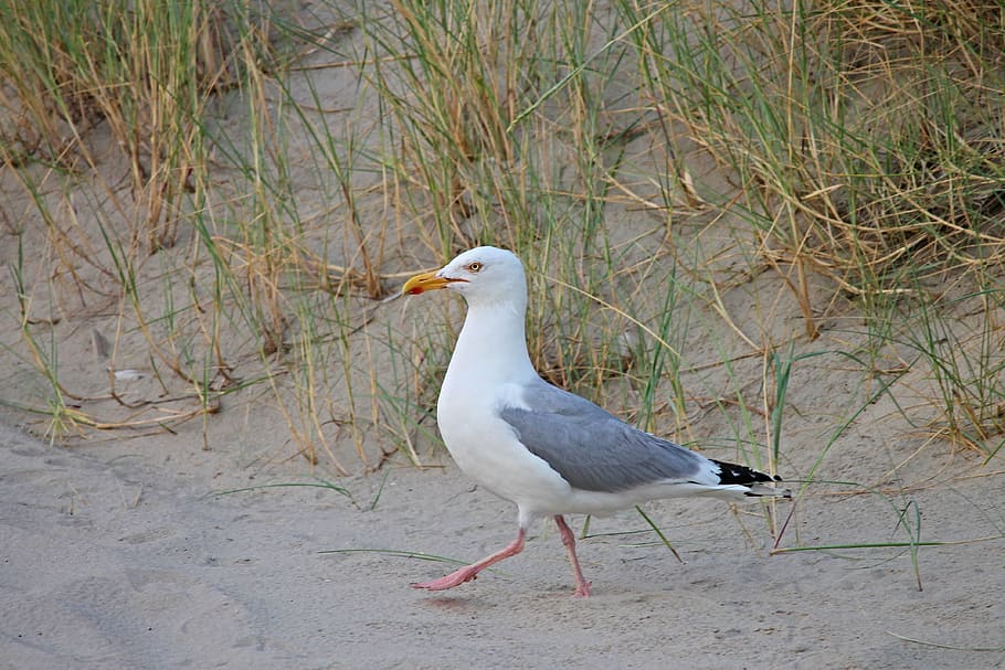 white and gray bird on gray sand, herring gull, beach, seevogel, HD wallpaper