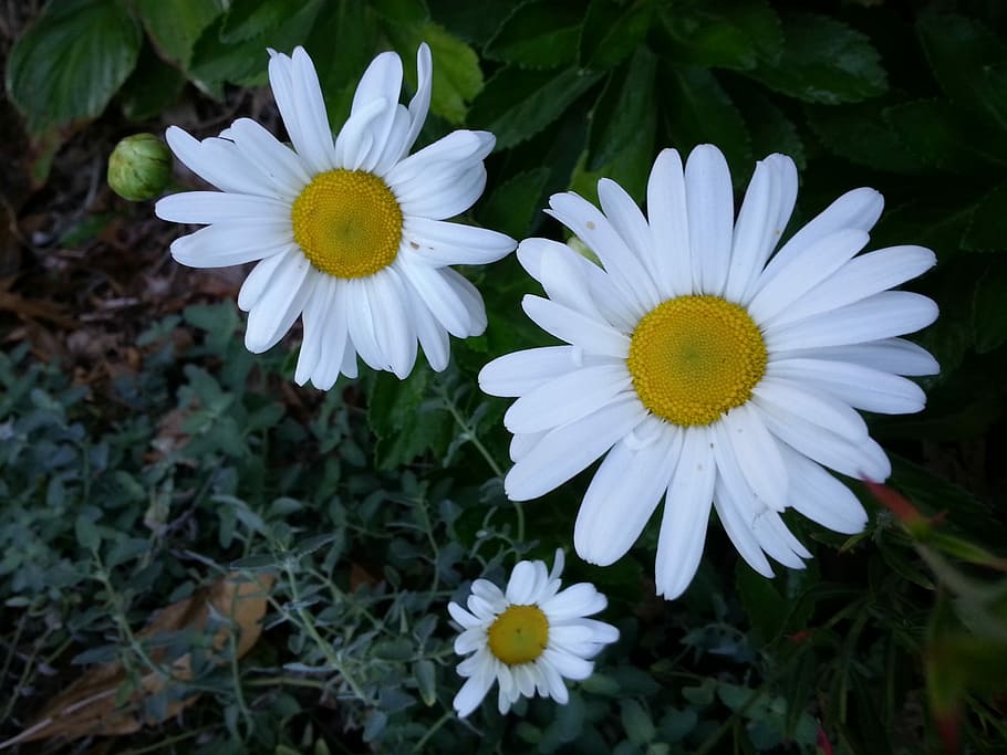 Daisy, Daisies, Flower, Spring, Nature, bloom, white, garden HD wallpaper
