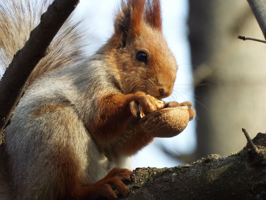 nature, animals, squirrel, rodent, mammal, wildlife, brown HD wallpaper