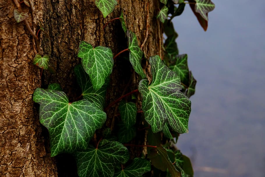 green leaves on tree trunk, leaf, ivy, plant, nature, winter HD wallpaper