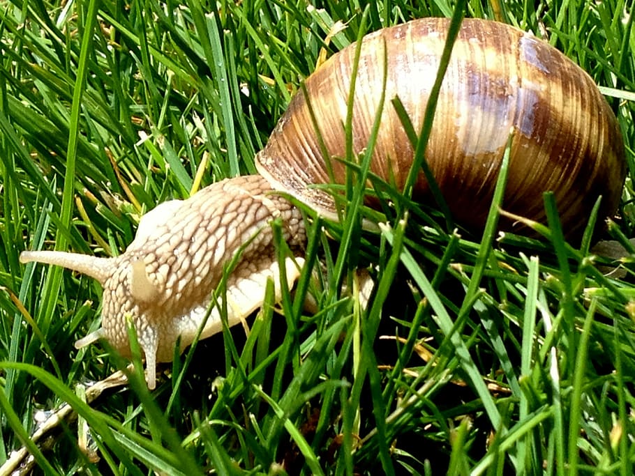 Snail, Animals, Slime, Grass, Shell, nature, close-up, gastropod HD wallpaper