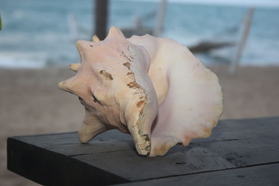 conch shell, beach, seashell, close-up, no people, focus on foreground HD wallpaper