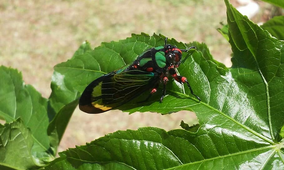 insect, cicada, nature, leaf, green, beetle, animal, wildlife HD wallpaper