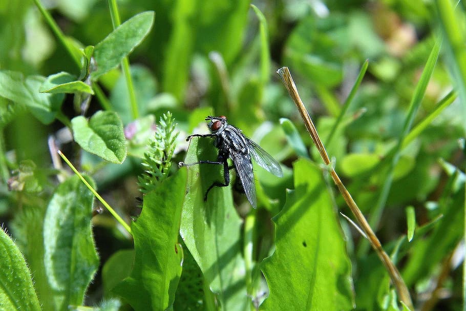 fly, grass, nature, insect, pest, animal themes, animal wildlife HD wallpaper