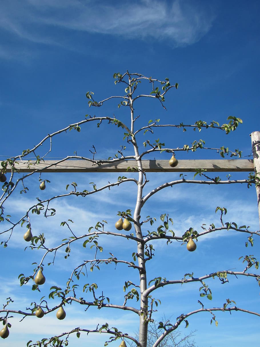 fruits, pear, nature, plant, sky, low angle view, tree, growth HD wallpaper