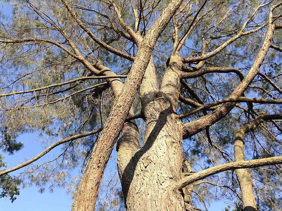 tree, branches, tree silhouette, wood, plant, tree trunk, low angle view HD wallpaper