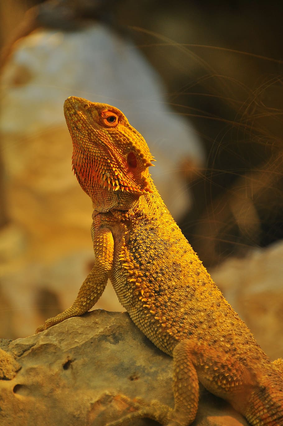 200 Free Bearded Dragon  Lizard Images  Pixabay