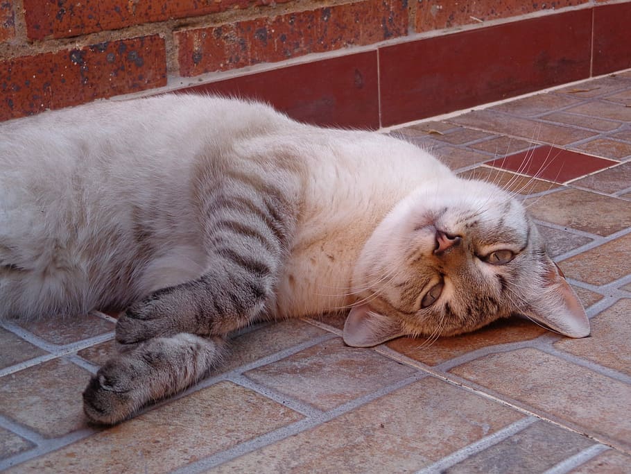 Sweet, Kitten, Adorable, domestic cat, feline, lying down, one animal HD wallpaper