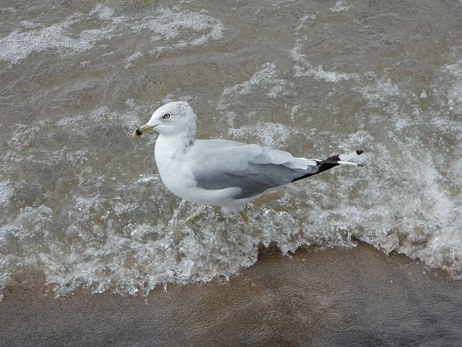 seagull, wave, profile, beach, water, nature, bird, animal HD wallpaper
