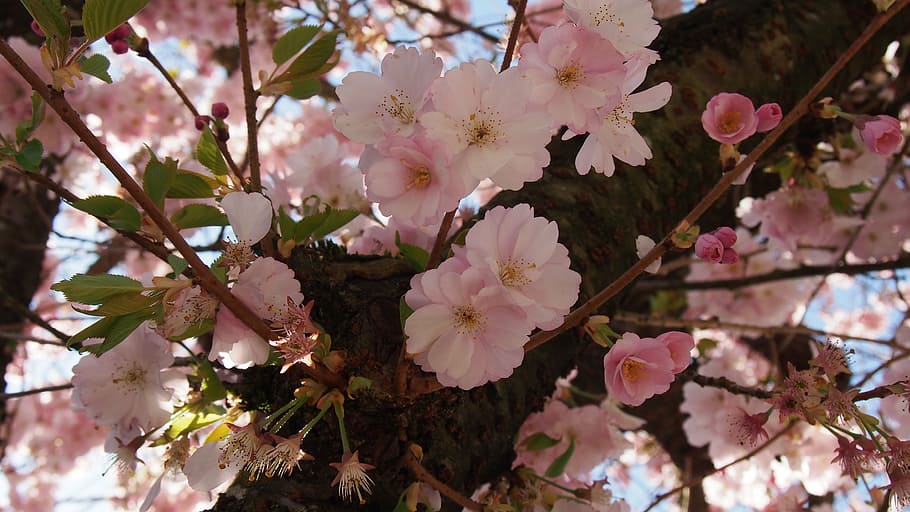 cherry blossoms, pink, spring, flowering plant, freshness, growth HD wallpaper