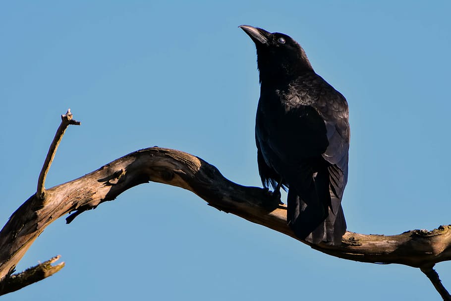 crown on tree branch, raven, black, bird, wild, beak, gothic HD wallpaper