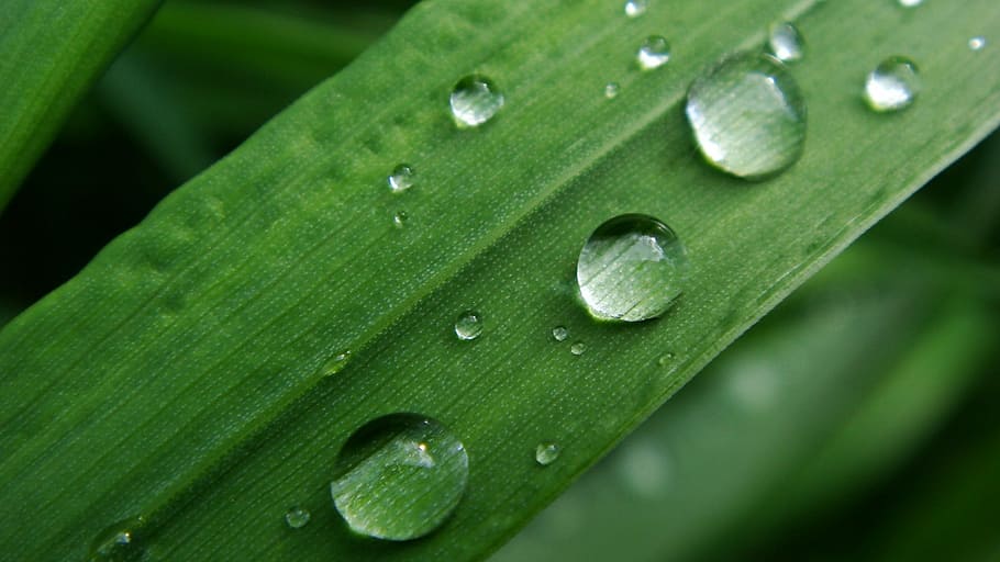 Drop, Grass, Raindrop, green color, wet, leaf, plant part, water HD wallpaper