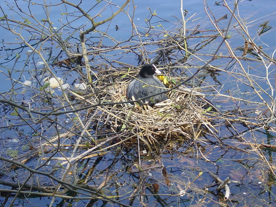 nest, river, bird, vertebrate, animal themes, animals in the wild HD wallpaper