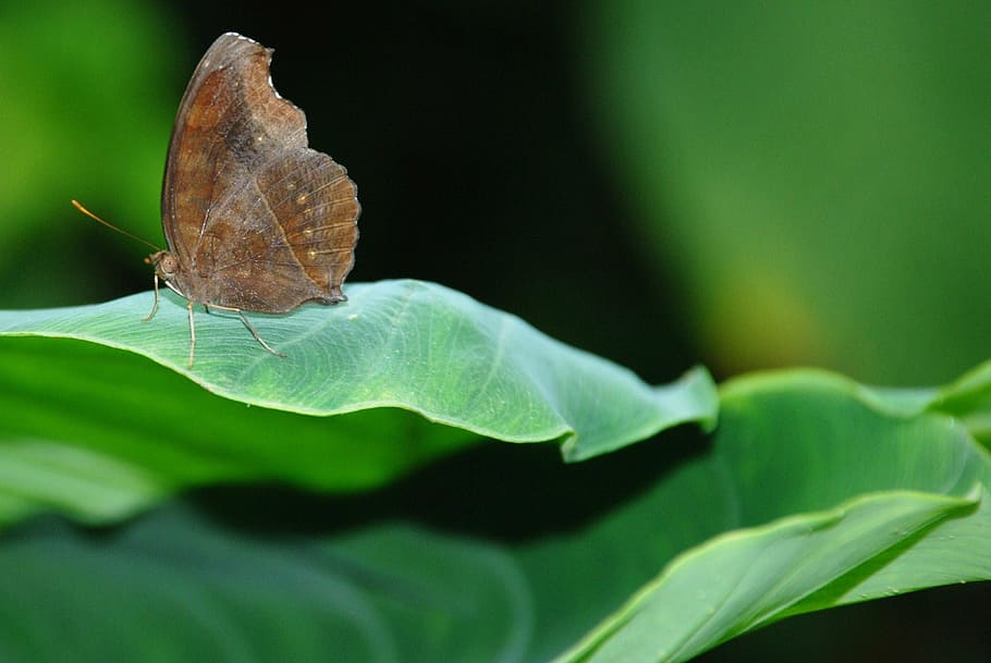 butterfly, insect, leaf, green, plant, nature, butterfly - Insect HD wallpaper