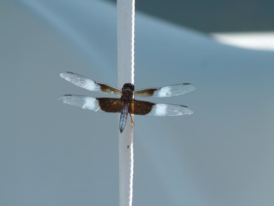 insect, dragonfly, water bug, nature, wing, damselfly, invertebrate HD wallpaper
