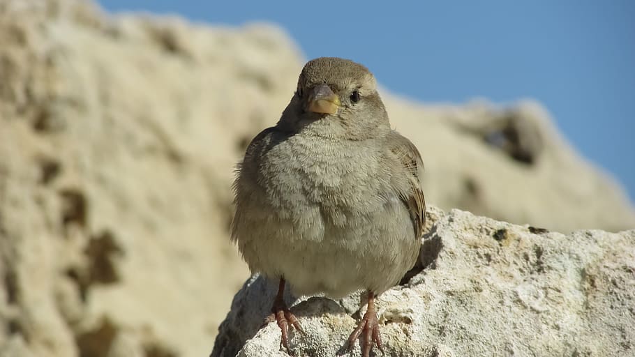 Sparrow, Rock, Nature, Wildlife, sitting, small, cute, bird, HD wallpaper
