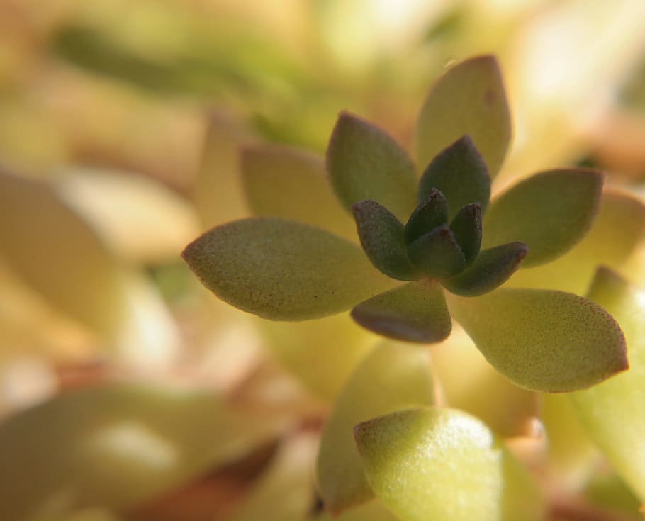 macro, succulent, detail, flora, green, nature, plant, rock garden shrub HD wallpaper
