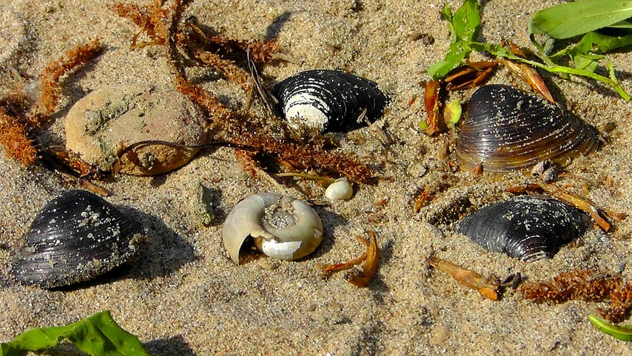 mussels, flotsam, beach, sand, snail, shell, sea animals, nature HD wallpaper