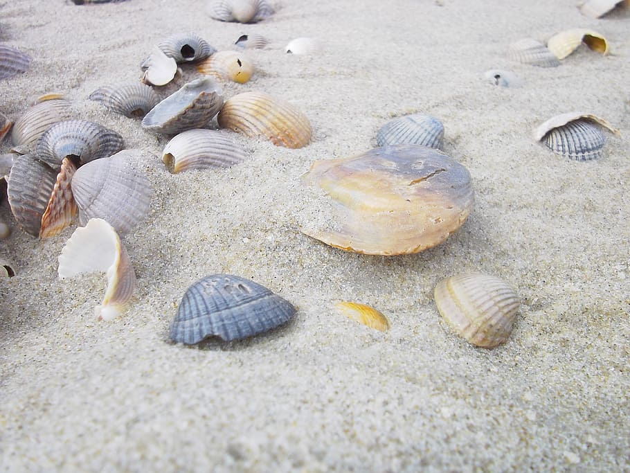 several scallop shells on sand, beach, holiday, sea, sand beach