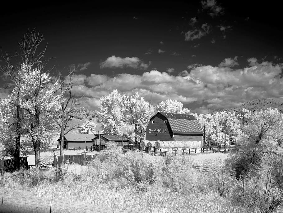 Barn, Montana, America, Farm, stadl, north america, usa, agriculture, HD wallpaper