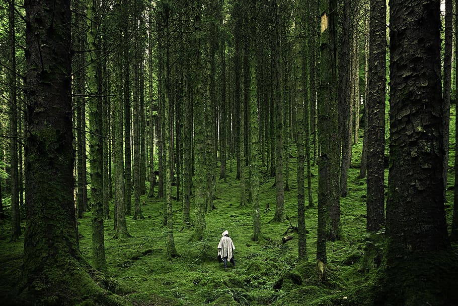 forest, trees, hiking, wanderlust, plant, land, trunk, tree trunk HD wallpaper
