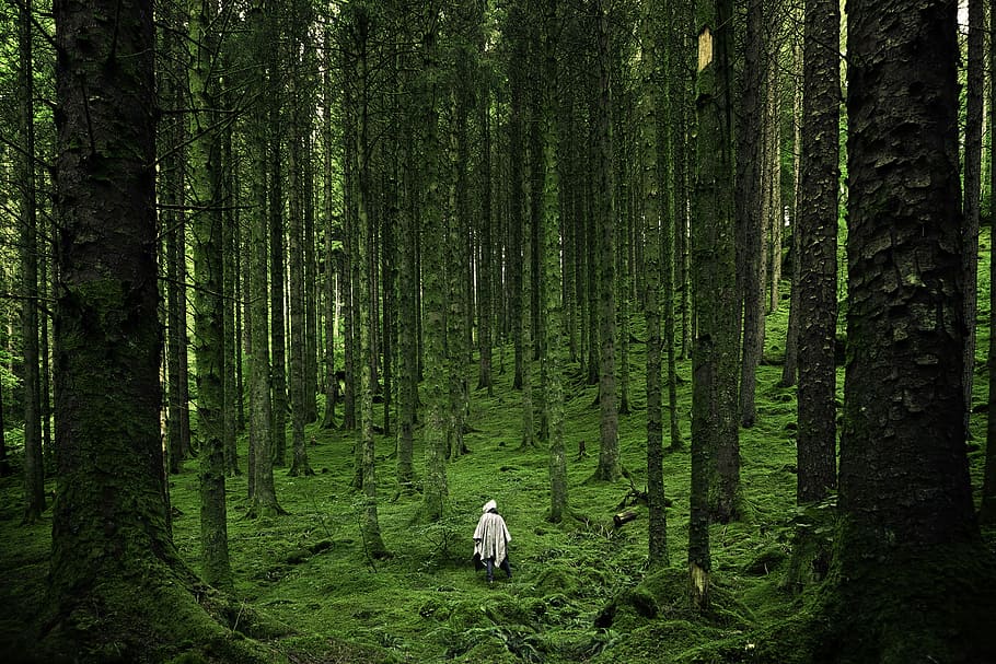 person in, girl standing between tall trees, forest, moss, hiker HD wallpaper