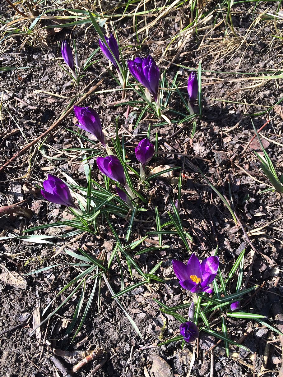 crocus, flower, garden, spring, flowering plant, land, field HD wallpaper