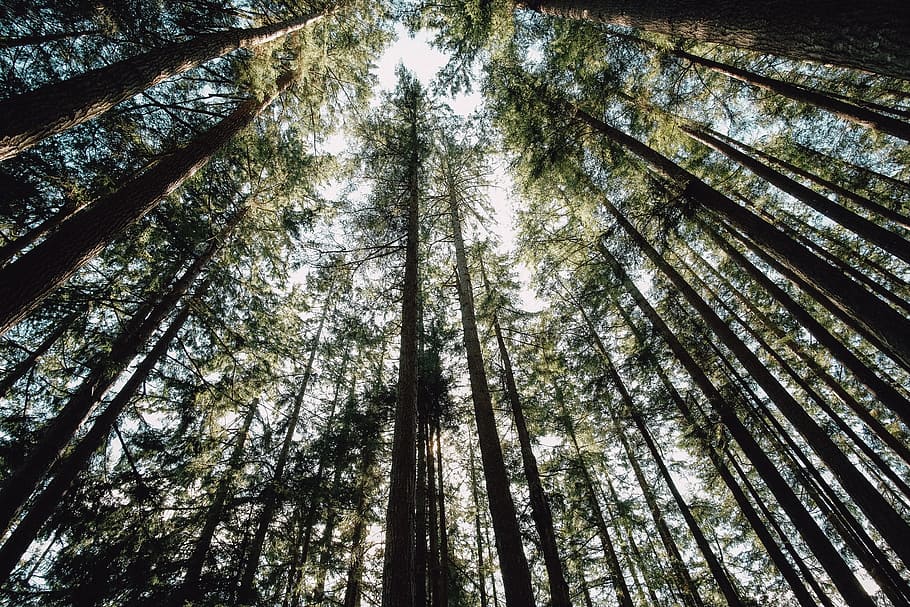 wood, tree, nature, leaf, branch, landscape, outdoors, light HD wallpaper