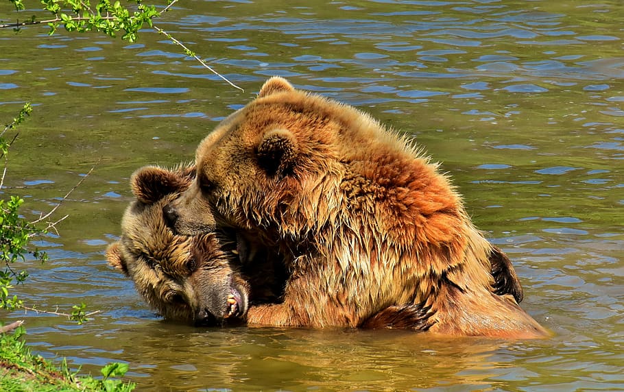 two grizzly bears playing on lake, european brown bear, together, HD wallpaper