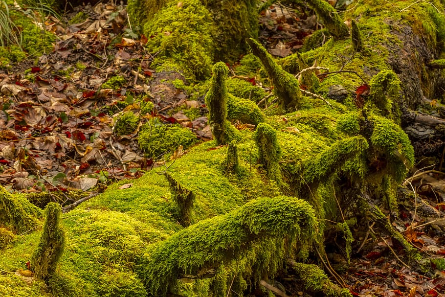 photo of tree branch full of moss, nature, wood, dead wood HD wallpaper