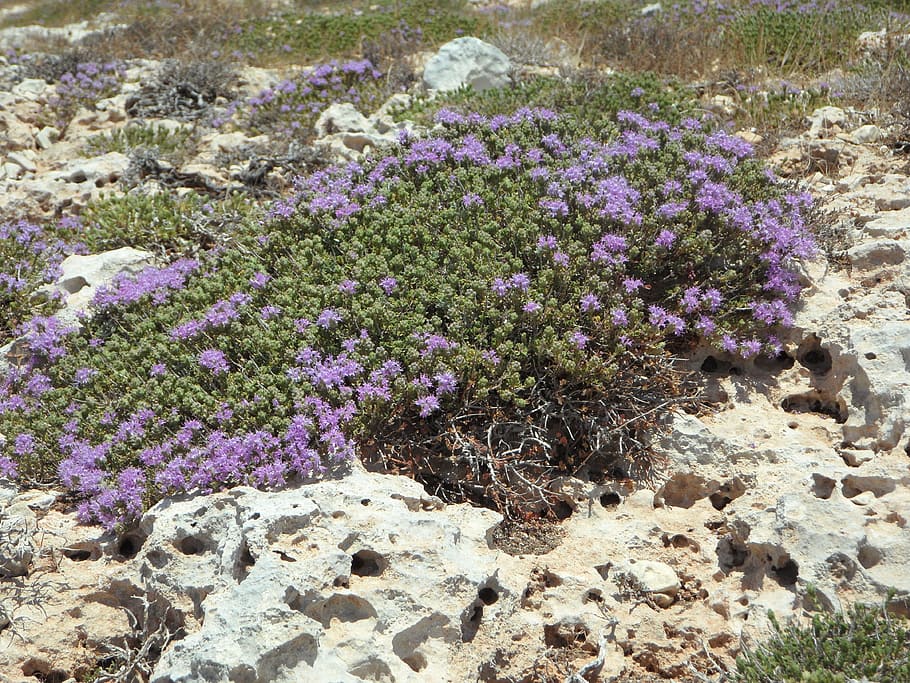 Wild Thyme, Herbs, Bloom, wild herbs, spice, plant, herbal plant HD wallpaper