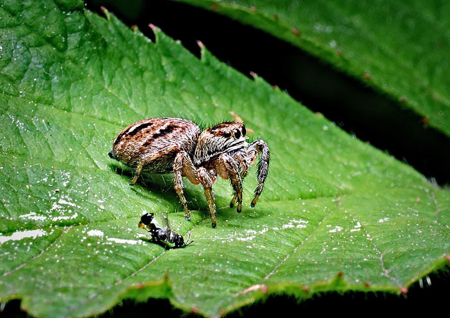 spider, victim, macro, insect, nature, closeup, green, insects HD wallpaper
