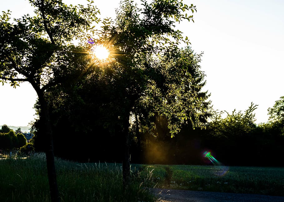 sun, nature, landscape, tree, light, romance, abendstimmung HD wallpaper
