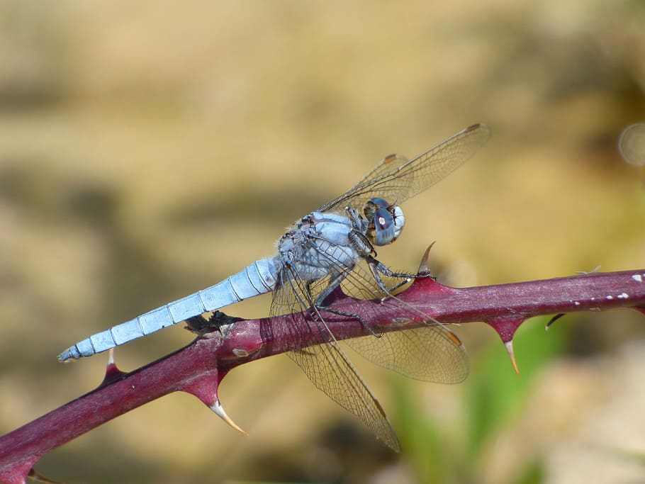 orthetrum coerulescens, blue dragonfly, thorns, blackberry, HD wallpaper