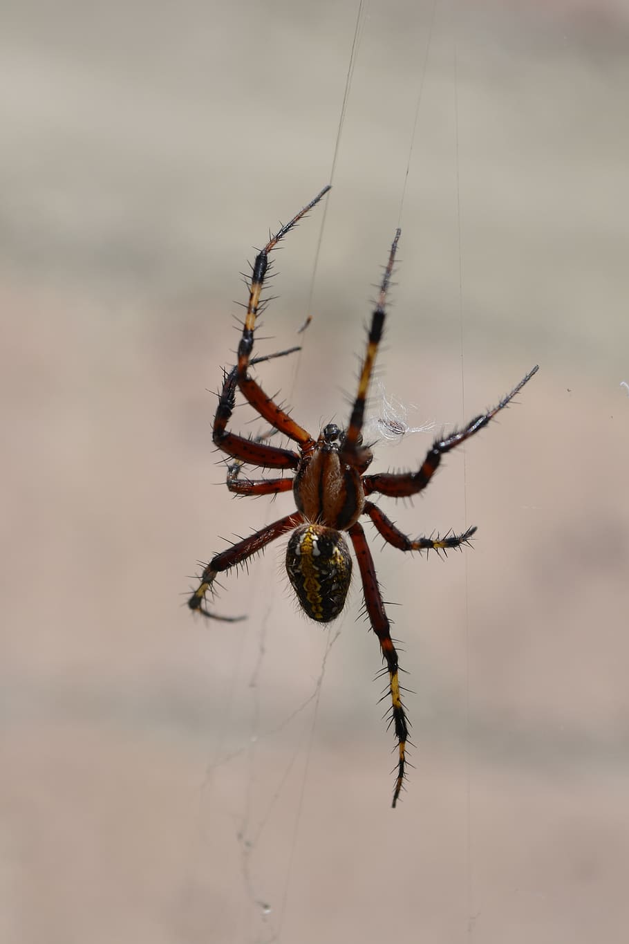spider, arachnid, web, invertebrate, insect, animal themes HD wallpaper