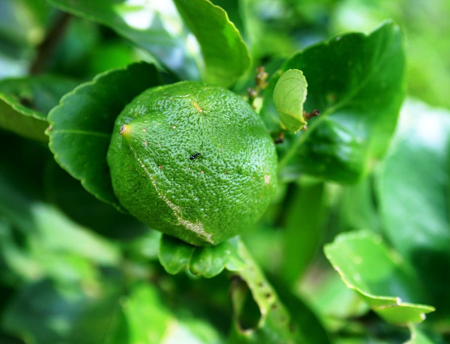 lemon, green, tree, rounded, fruit, juicy, food, ripe, healthy HD wallpaper