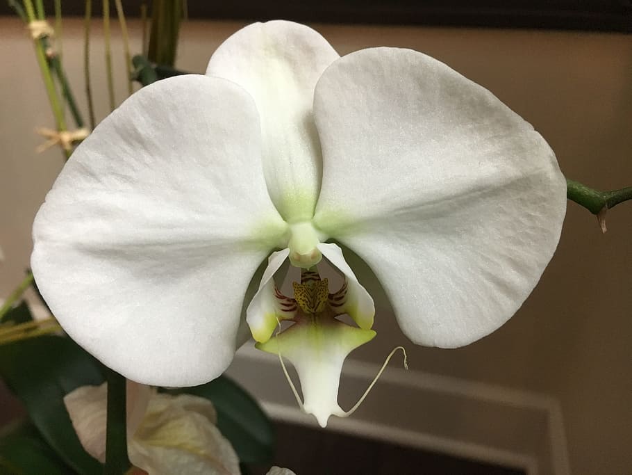 orchid, flower, nature, summer, natural, flowering plant, beauty in nature HD wallpaper
