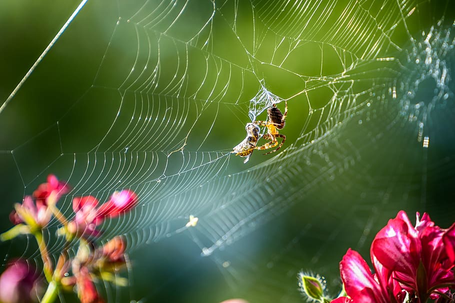 spider, wasp, insect, cobweb, caught, close, animals, animal world HD wallpaper