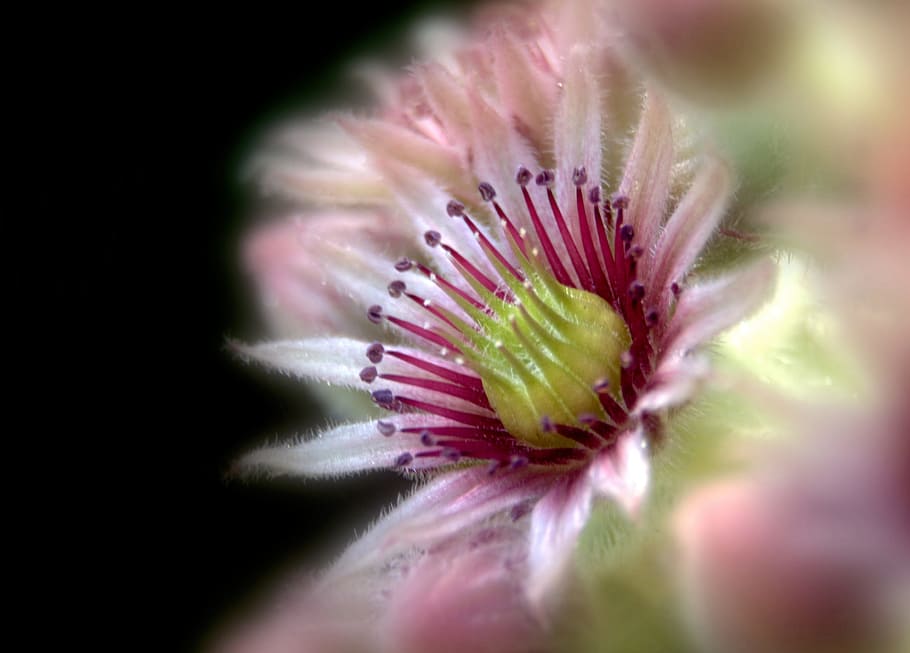 joubarde, succulent, flower, brightly colored, nature, plant HD wallpaper