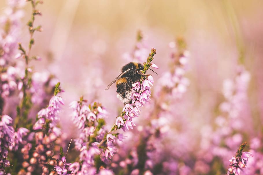 tilt shift lens photography of bee on top of pink flower, honeybee on pink petaled flowers HD wallpaper