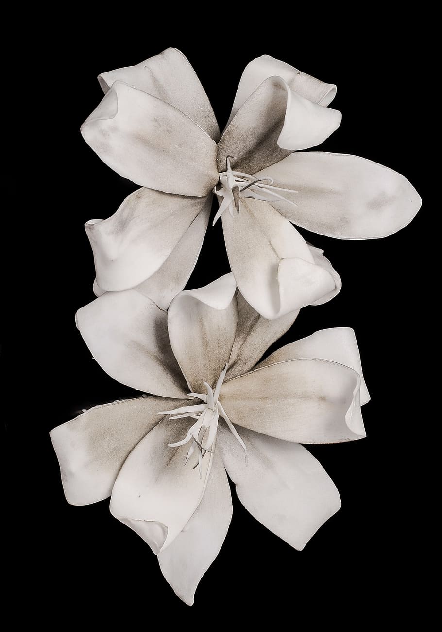 white, blossom, bloom, flower, black Background, isolated On Black HD wallpaper