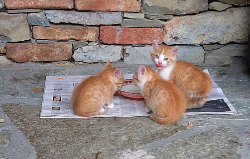 three orange tabby cats on neewspaper, kitten, feed, cute, delicious HD wallpaper