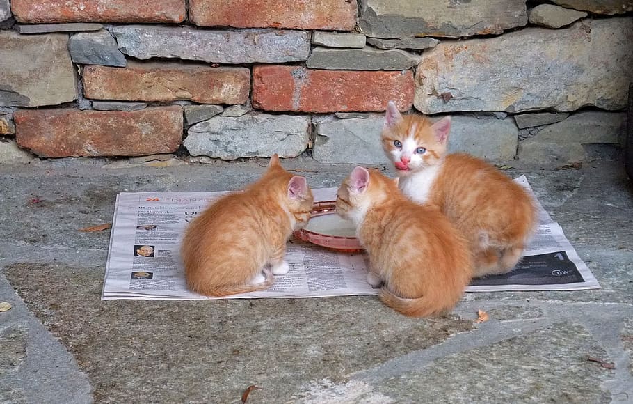 three orange tabby cats on neewspaper, kitten, feed, cute, delicious HD wallpaper