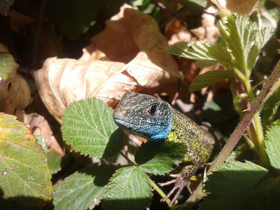 lizard, green, blue, reptile, animal, wild, plant part, animal themes HD wallpaper
