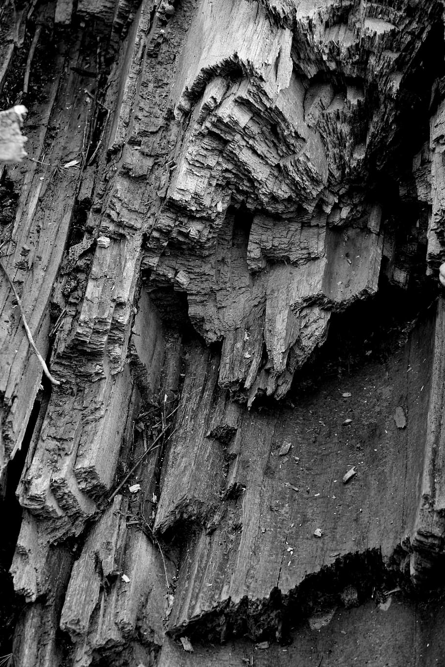 people, old, tree, nature, monochrome, wood, rough, textured HD wallpaper