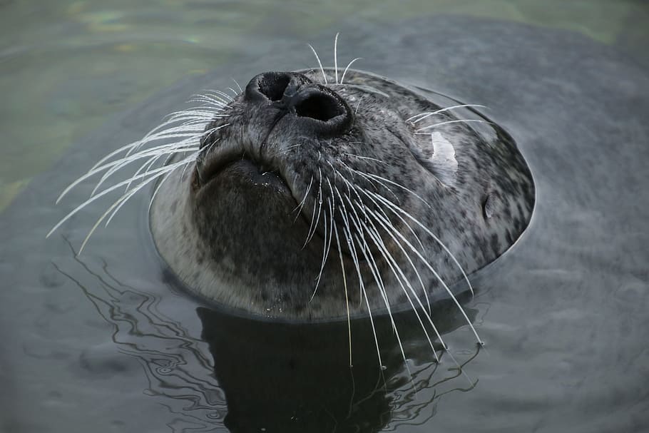 closeup photo of seal underwater, robbe, head, enjoy, swim HD wallpaper