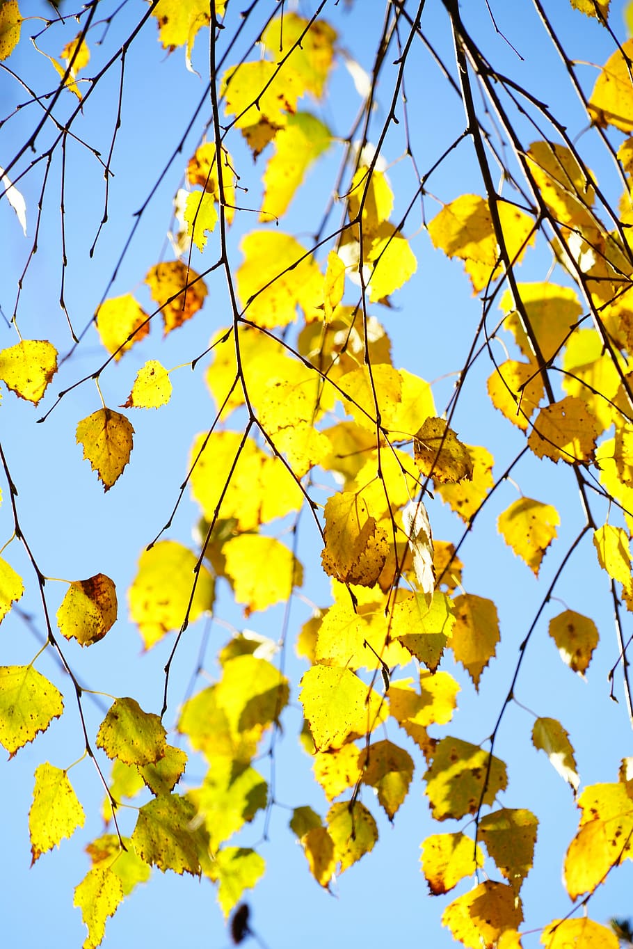 hang-birch, autumn, leaves, fall foliage, gold, yellow, bright yellow, HD wallpaper