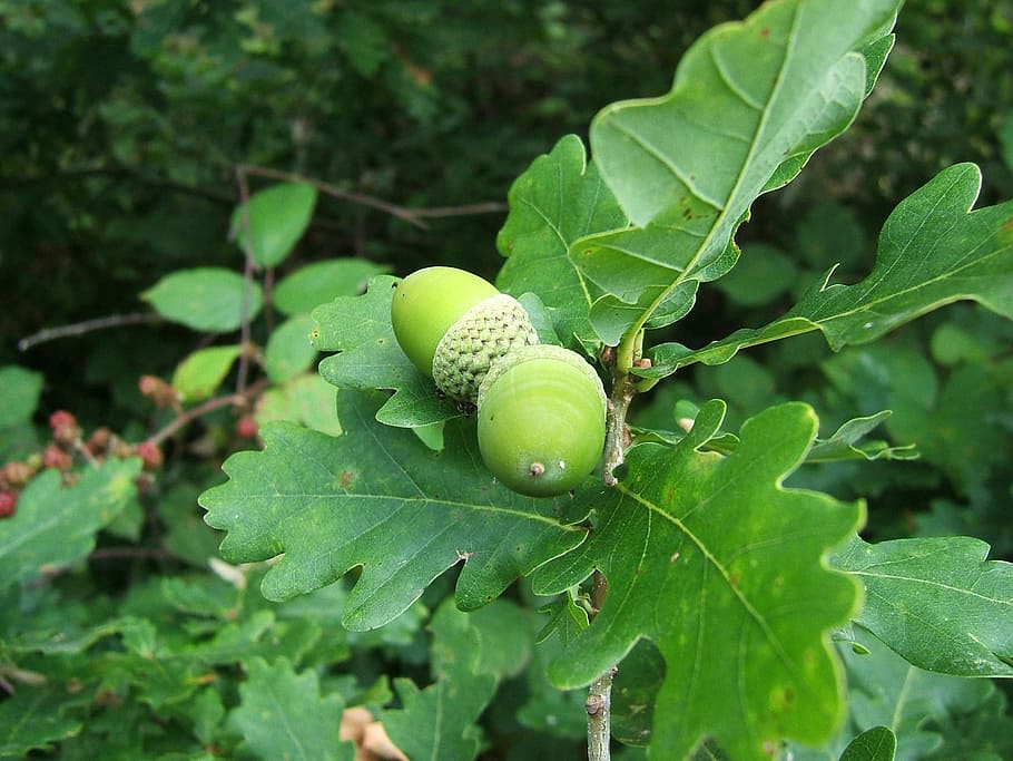acorn, fruit, oak, plant part, leaf, green color, food, growth HD wallpaper